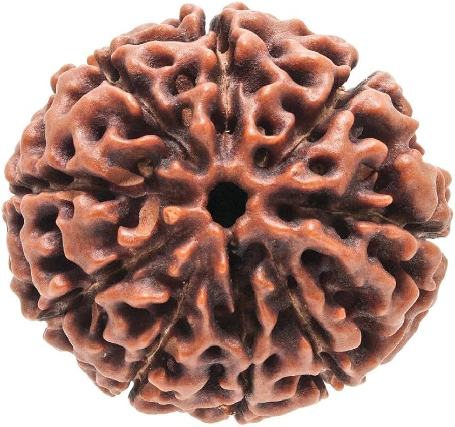 Aadirudra Rudraksha 9 mukhi